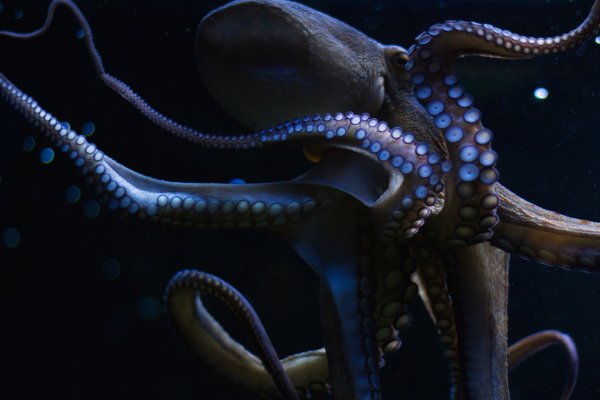 Http kraken 2kr