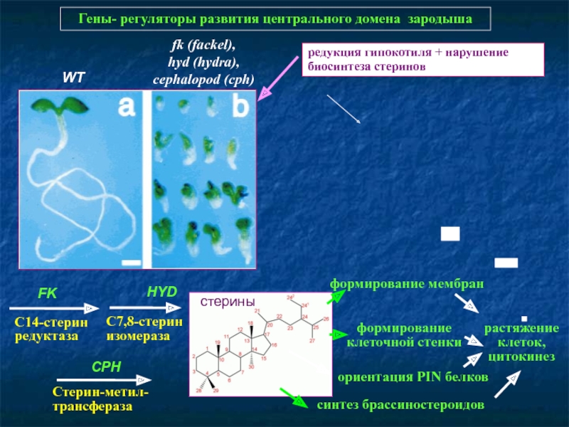 Kraken что это за сайт